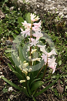 Pink hyacinth flower