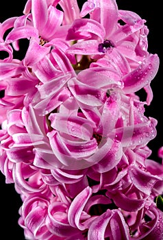 Pink Hyacinth flower on a black background