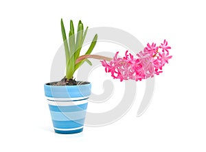 Pink hyacinth flower in blue pot