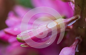 pink hyacinth flower bud with dew drop