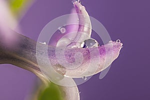 Pink hyacinth flower with drops of dew, macro on on light violet background. Early spring hyacinth flowers as background or