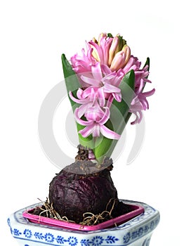 Pink hyacinth flower in flowerpot