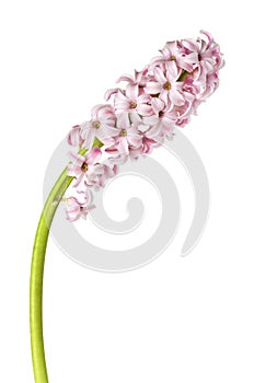 Pink hyacinth flower isolated