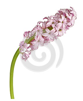 Pink hyacinth flower isolated