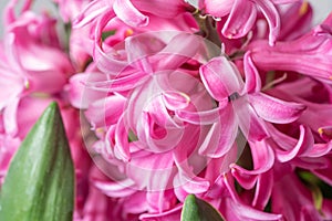 Pink hyacinth flower macro