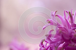 Pink hyacinth flower macro