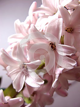 Pink hyacinth flower nature plant macro photo