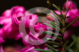 Pink hyacinth flower petal near pine needles close up macro shot