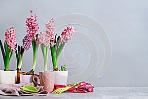 Pink Hyacinth flower plants potted. Gardening spring