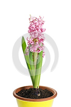 Pink hyacinth flower in a pot