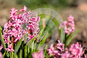 Pink Hyacinth Flower in Spring, Abstract Blurry Green Background