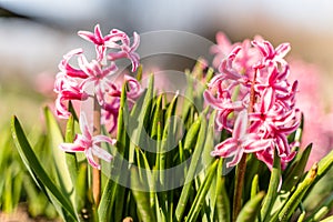 Pink Hyacinth Flower in Spring, Abstract Blurry Green Background