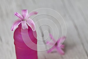 Pink Hyacinth Flower In Vase