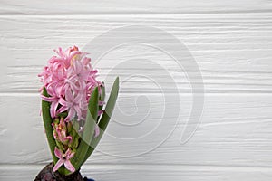 Pink hyacinth flower in water drops on a white wooden background. Spring background