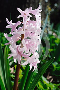 Pink Hyacinth, flowering in the spring