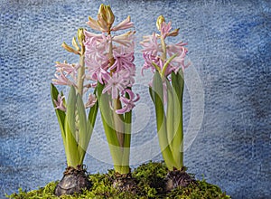 pink hyacinth flowers on a blue background