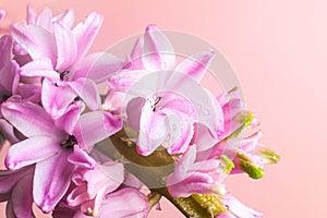 Pink hyacinth flowers with drops of water on a pink background. Macro photo.