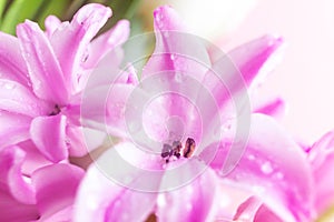 Pink hyacinth flowers with drops of water on a pink background.