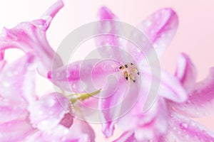 Pink hyacinth flowers with drops of water on a pink background.