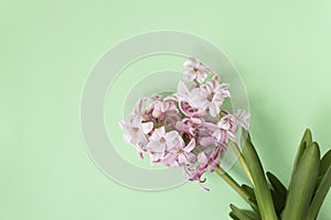 Pink hyacinth flowers on pastel green colors with space for your text. Spring coming concept. Spring or summer background
