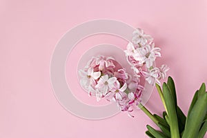 pink hyacinth flowers on pastel ink colors. Spring coming concept. Spring or summer background.