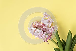 pink hyacinth flowers on pastel yellow colors. Spring coming concept. Spring or summer background.