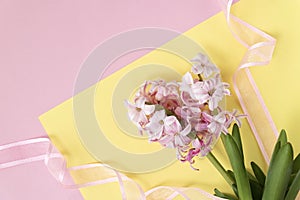 Pink hyacinth flowers on pastel yellow and pink colors with pink ribbon. Spring coming concept. Spring or summer background