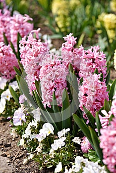 Pink hyacinth flowers photo