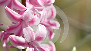 Pink hyacinth flowers in spring. Pink flowers sway in the wind. Side view. Extrem close-up.