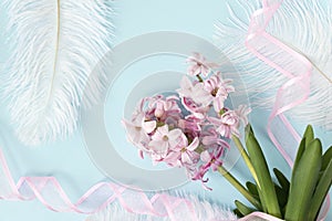 pink hyacinth flowers with white feathers on pastel blue or cyan colors with pink ribbon. Spring coming concept. Spring