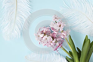 Pink hyacinth flowers with white feathers on pastel blue or cyan colors with space for your text. Spring coming concept. Spring or