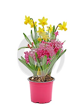 pink hyacinth flowers and yellow daffodils arrangement in pots isolated on white background