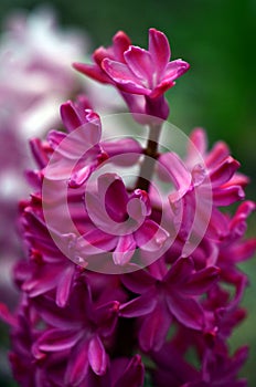 Pink Hyacinth is fragrant and beautiful