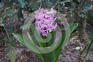 Pink hyacinth in the garden in April. Berlin, Germany