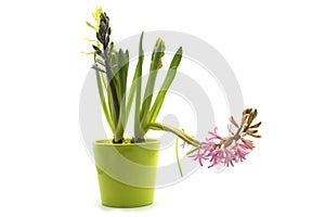 pink hyacinth in a green pot on white background