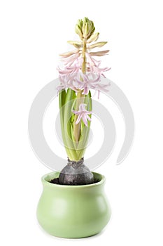 Pink hyacinth growth