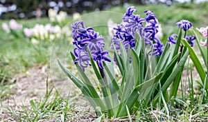 Pink Hyacinth Hyacinthus orientalis in the spring garden