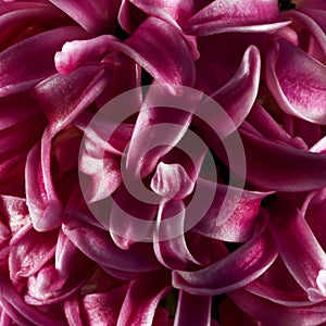Pink hyacinth or jacinth flower