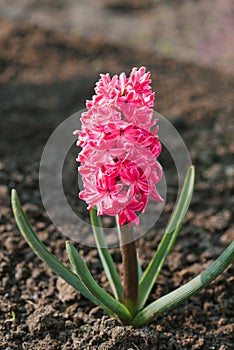 Pink hyacinth `Jan Bos` blooms in the garden in spring