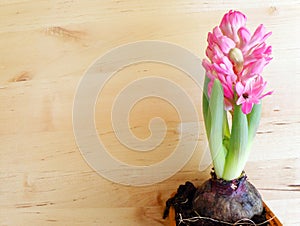 Pink hyacinth, just open