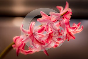 Pink hyacinth macro close up shot