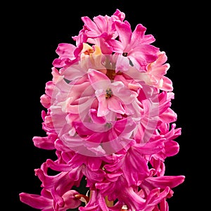 Pink hyacinth Macro shot isolated on black