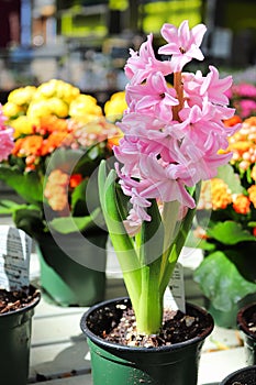 A pink hyacinth in a pot with a colorful background