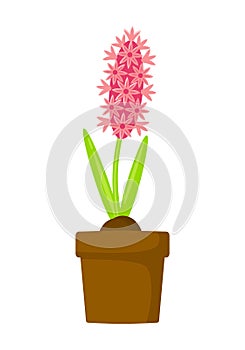 Pink hyacinth in pot vector illustration isolated on white background.