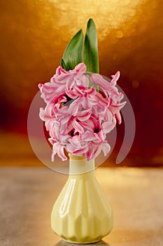 Pink hyacinth in a small vase on bright golden background