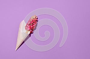 Pink hyacinth spring flower in cone on lilac background top view