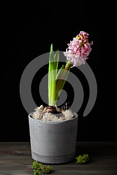 Pink hyacinth traditional winter christmas or spring flower on black background