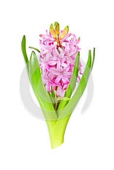 Pink hyacinth on white background