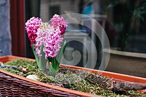 Pink hyacinths grow in pot on street by cafe restaurant entrance. Spring flowers decoration. Exterior design