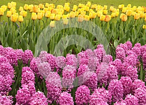 Pink Hyacinths and yellow tulips